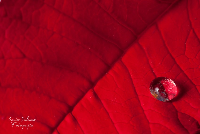Gota Roja