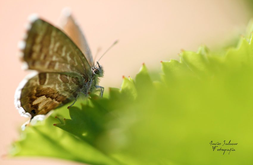 Mariposa