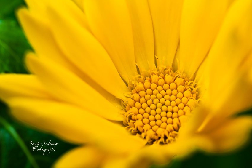 Un pequeño universo amarillo