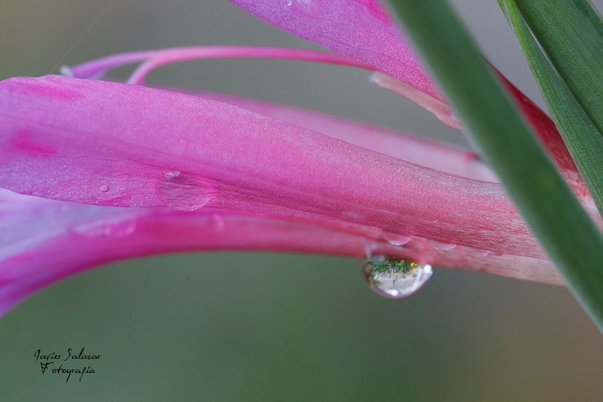 Gota de primavera