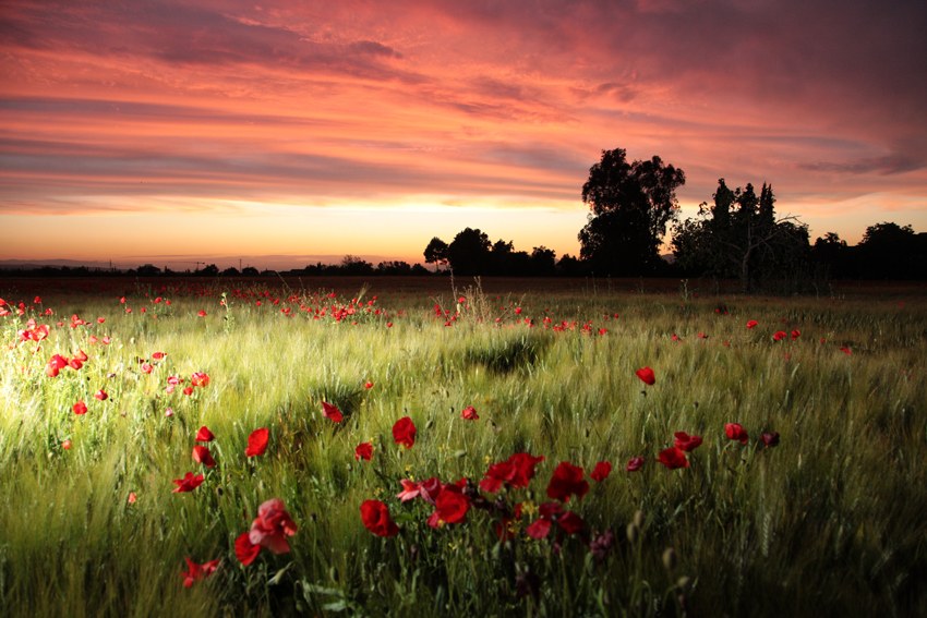 Rojo Atardecer