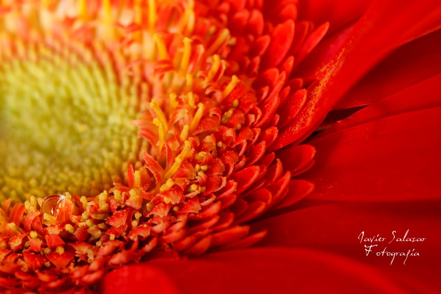 Gerbera