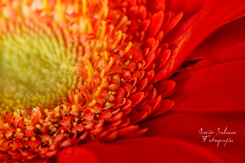 Gerbera