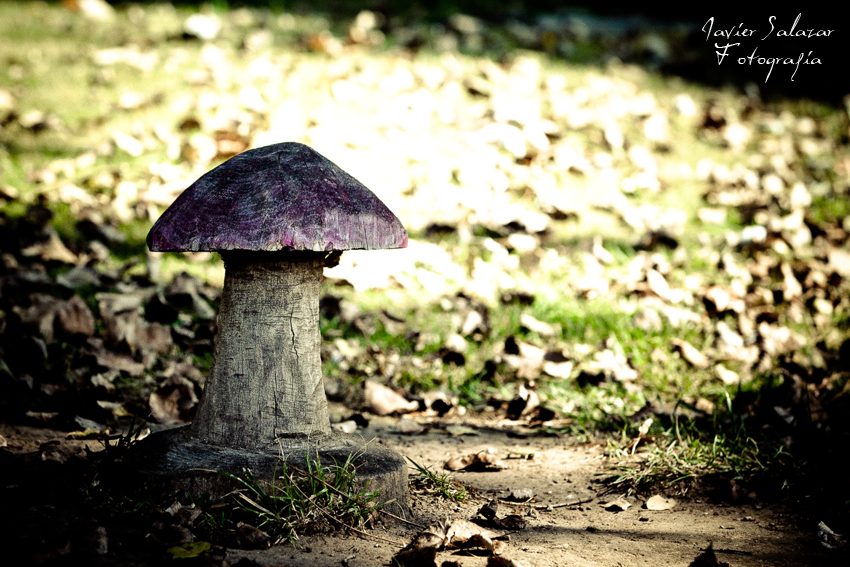 Setas de otoño