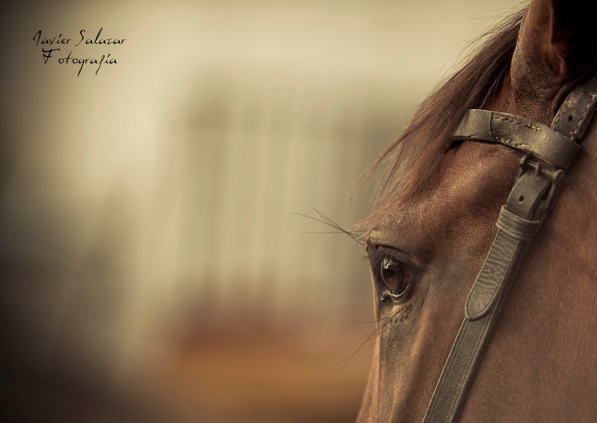 Mirada
