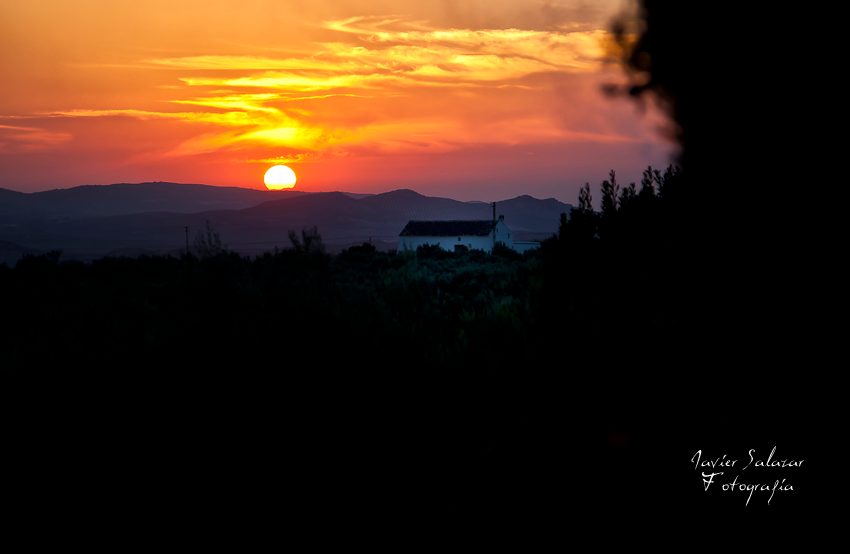 Atardecer entre olivos
