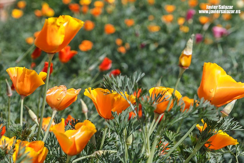 Primavera naranja