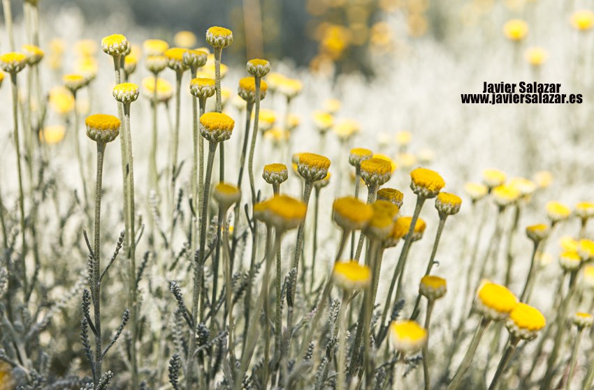 Bosque de flores