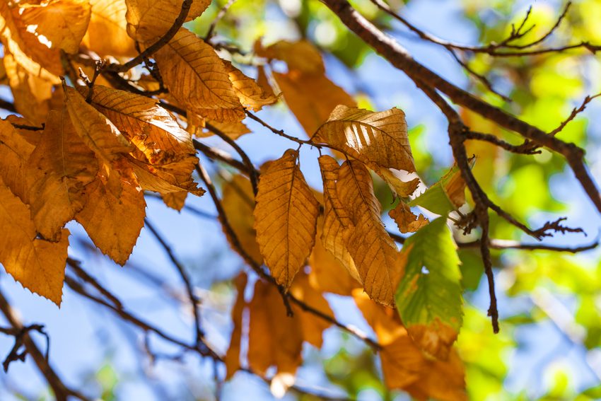 La llegada del otoño