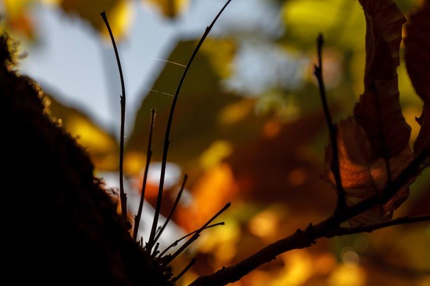 Colores de otoño