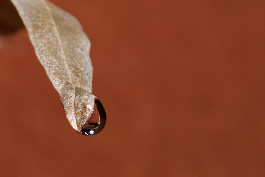 Gota de otoño