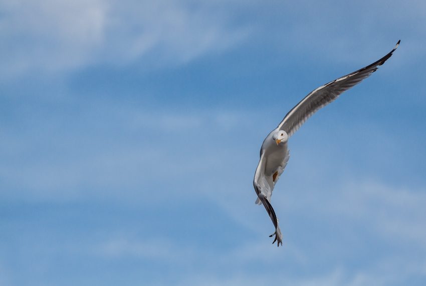 Volando libre