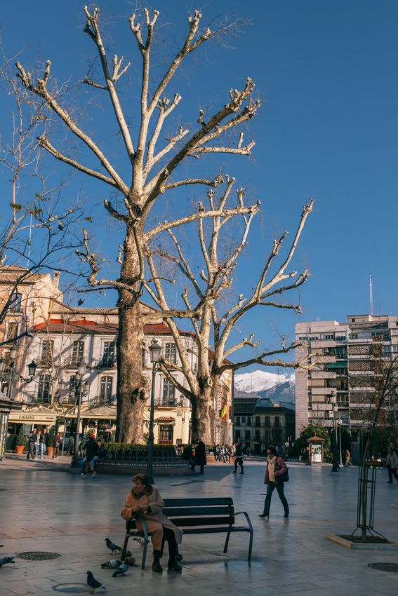 La mujer que susurraba a las palomas