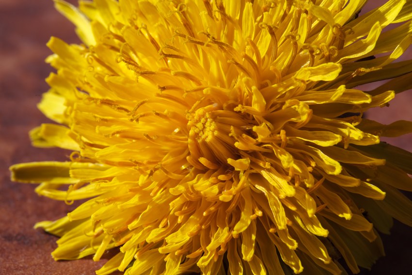 Ya es primavera.