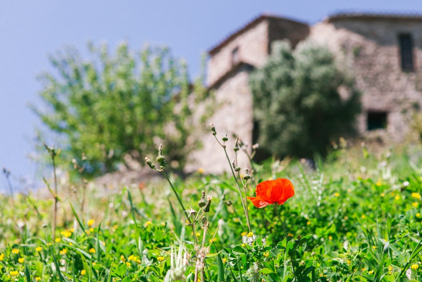 Amapola