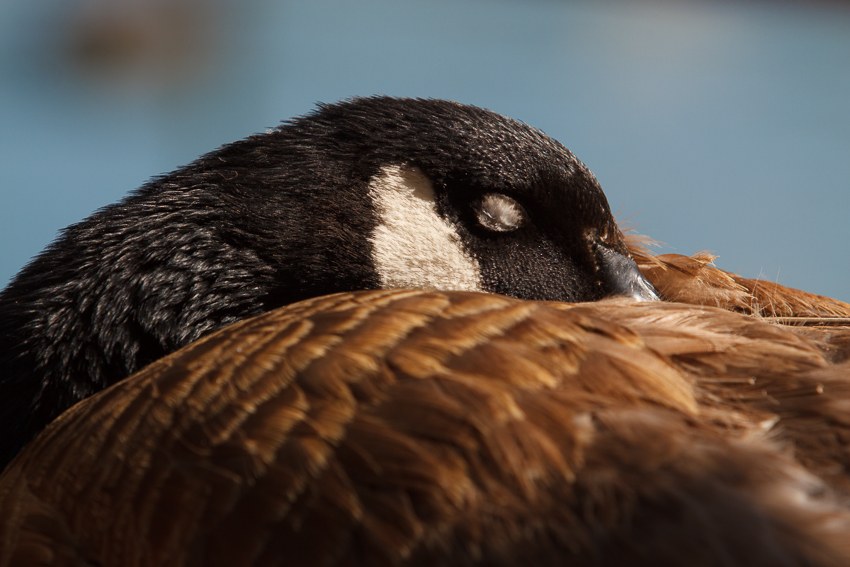 El pato dormilón