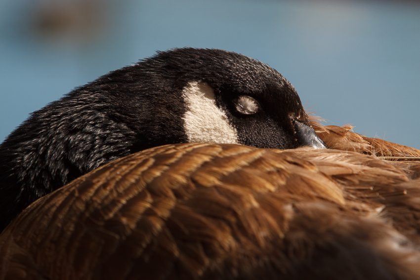 El pato dormilón