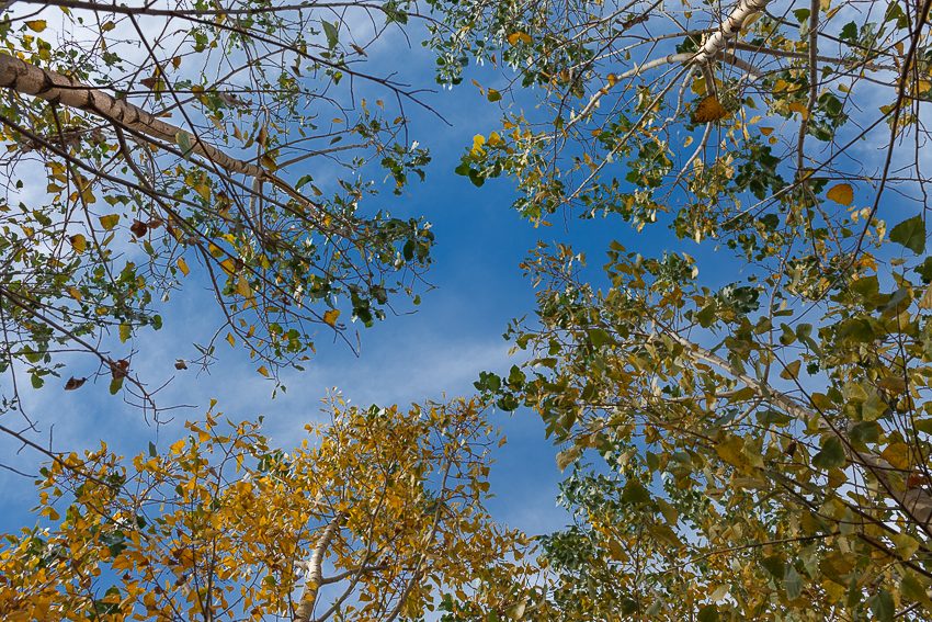 Colores de otoño.