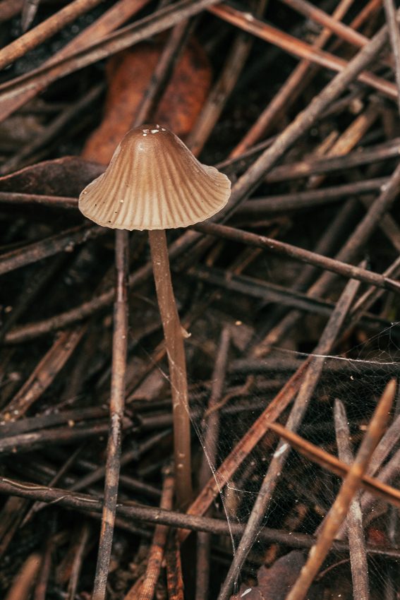 Setas de otoño