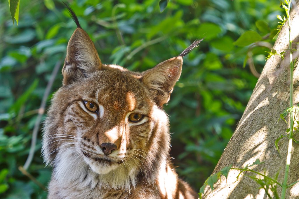 Lince Ibérico