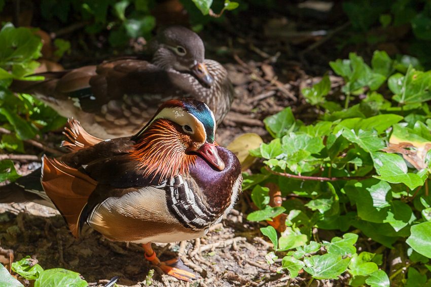 El pato de colores