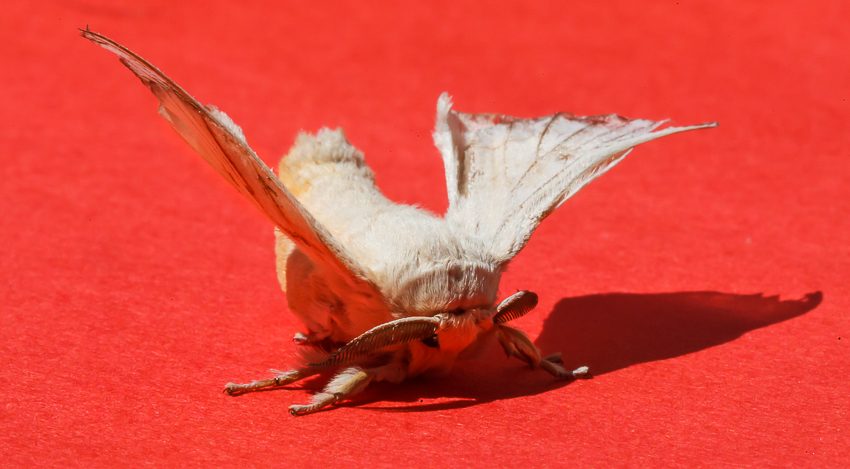 Palomita de los gusanos de seda