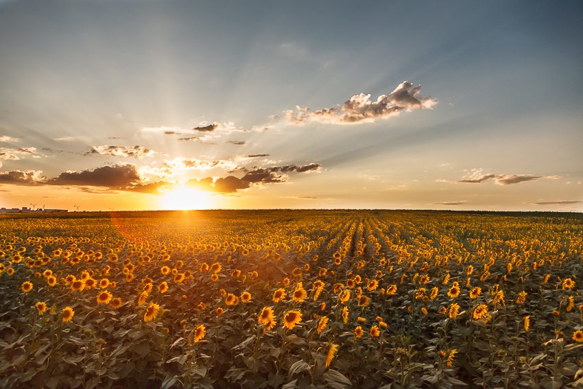 Campo de soles