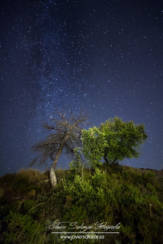 El sueño de una noche de verano