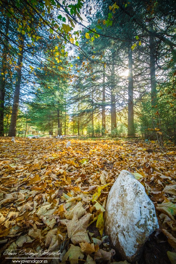 Alfombra de otoño