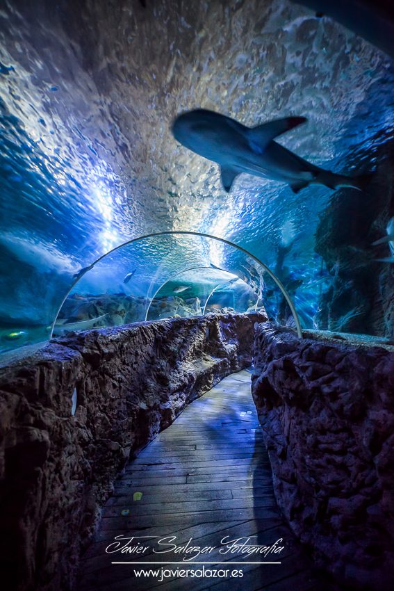 Sharks