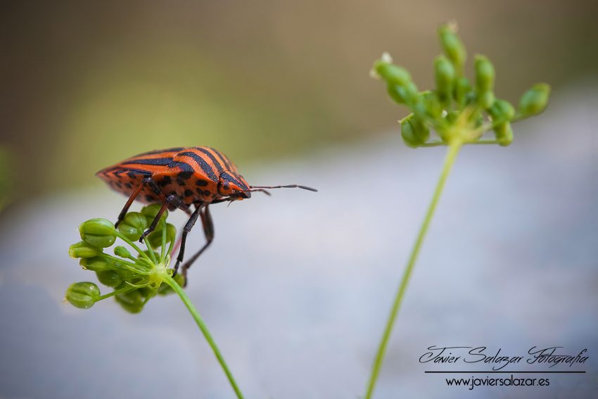 El bicho rojo