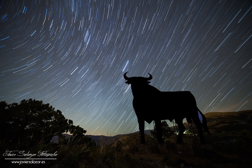 Ese toro enamorado de la luna