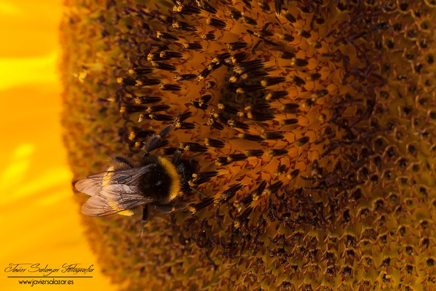 La abeja hacendosa