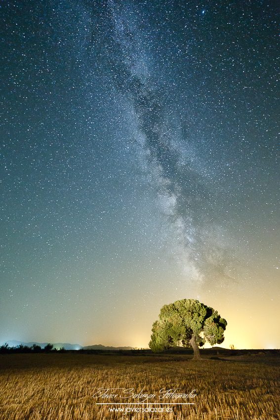 The Milky Tree