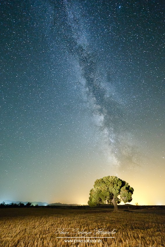 The Milky Tree