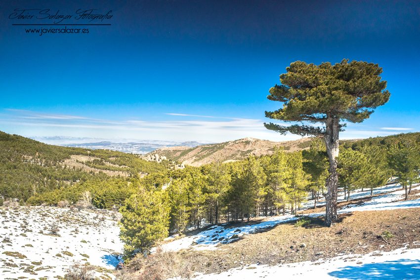 Las últimas nieves.